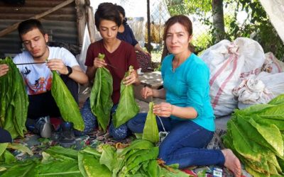 Nurse with 21 years of experience working at tobacco farm after dismissal